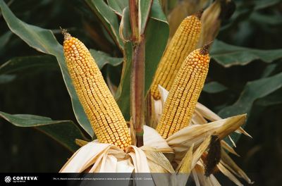 Foto dell'ibrido di mais Pioneer P0937