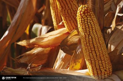 Foto dell'ibrido di mais Pioneer P1096