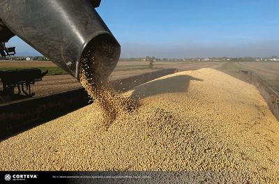 Foto della varietà di soia Pioneer P11A50