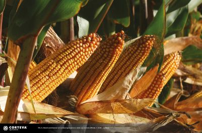 Foto dell'ibrido di mais Pioneer P1275