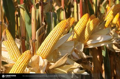 Foto dell'ibrido di mais Pioneer P1547