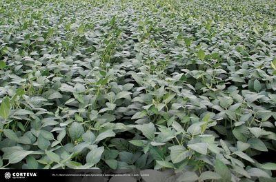 Foto della varietà di soia Pioneer P15A20