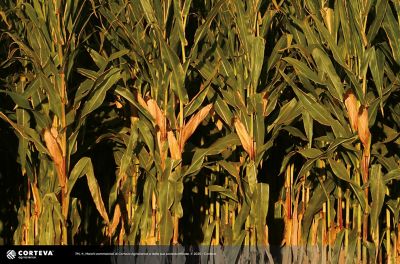 Foto dell'ibrido di mais Pioneer 1672