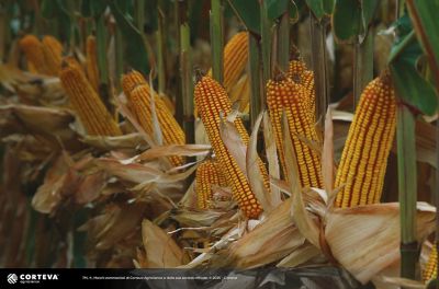 Foto dell'ibrido di mais Pioneer P1772