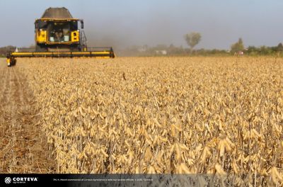 Foto della varietà di soia Pioneer P18A02