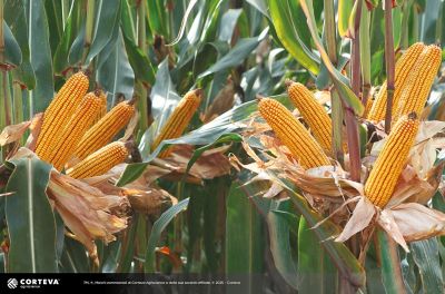 Foto dell'ibrido di mais Pioneer P1916