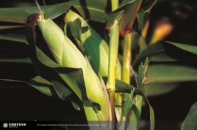 Foto dell'ibrido di mais Pioneer P2105