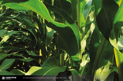 Foto dell'ibrido di mais Pioneer P2146EMD