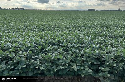 Foto della varietà di soia Pioneer P21T45