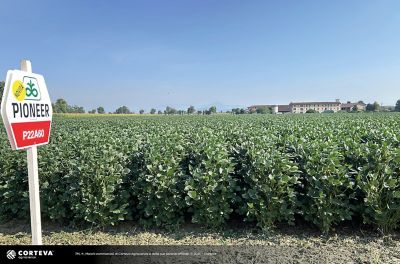 Foto della varietà di soia Pioneer P22A60