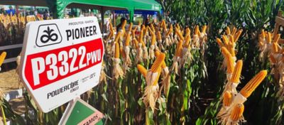 Adotar práticas modernas, escolher híbridos adaptados e investir em manejo eficiente são ações cruciais para enfrentar as adversidades que limitam o potencial produtivo do milho.