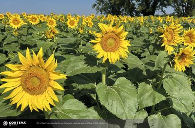 Foto dell'ibrido di Girasole Pioneer P63HE186