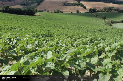 Foto dell'ibrido di Girasole Pioneer P64HE244