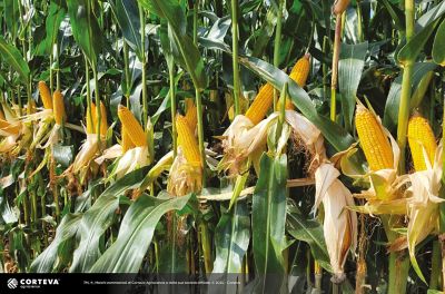 Foto dell'ibrido di mais Pioneer P8677