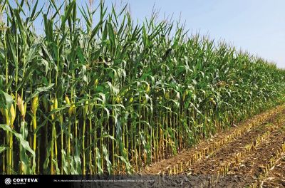 Foto dell'ibrido di mais Pioneer P8861