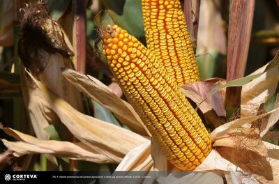 Foto dell'ibrido di mais Pioneer P9241