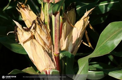 Foto dell'ibrido di mais Pioneer P9911