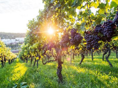 POLTIGLIA in agricoltura: la nuova etichetta ministeriale