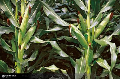 Foto dell'ibrido di mais Pioneer PR31Y43