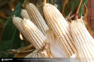 Foto dell'ibrido di mais Pioneer PR32B10