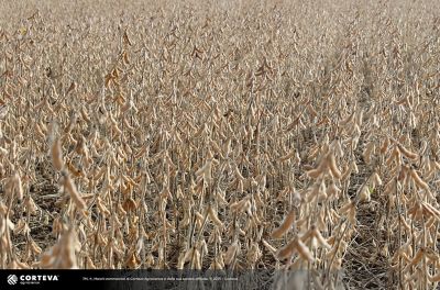 Foto della varietà di soia Pioneer  PR91M10