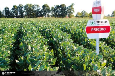 Foto della varietà di soia Pioneer PR92B63