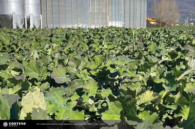 ibrido di colza Pioneer PT302