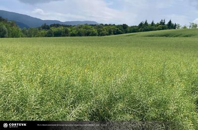 ibrido di colza Pioneer PT312