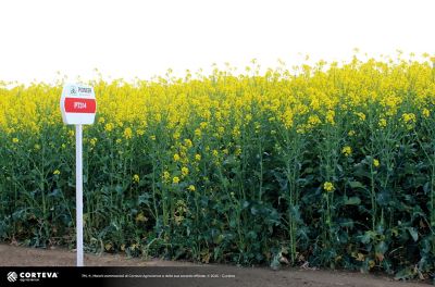 ibrido di colza Pioneer PT314