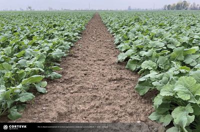 ibrido di colza Pioneer PX141