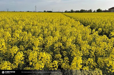 ibrido di colza Pioneer PX144