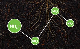 Ammonium in soil graphic