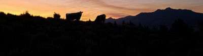 silhouette of cows at dusk