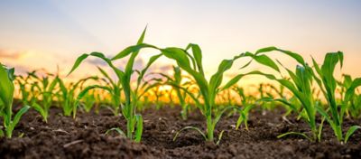 A relação N/K na cultura do milho: uma análise técnica