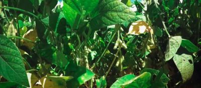 Soja com Ferrugem Asiática