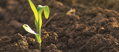 Avaliação do efeito da inoculação foliar de Methylobacterium symbioticum cepa SB023/3T (Utrisha™ N) na cultura do milho