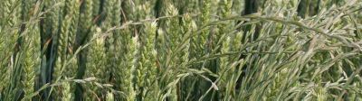 Ryegrass