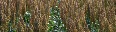 IMG_SORGO 375X375