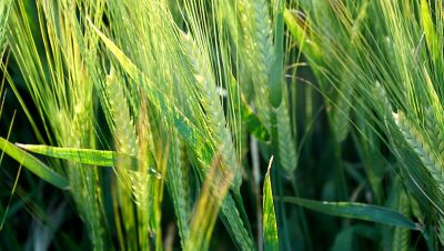 Produkty biologiczne