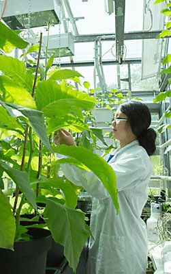 Wetenschapper in lab met planten