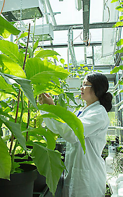 Wetenschapper in lab met planten