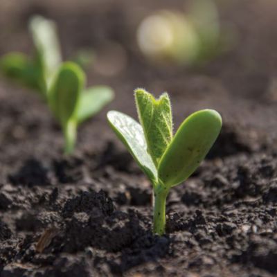 soybean sprout in the field 
