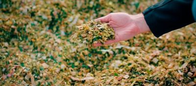 Mão mostrando silagem de milho