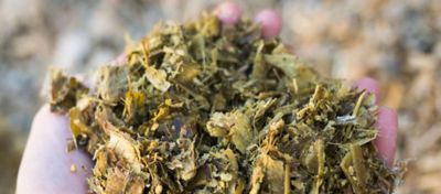 Mãos segurando silagem de milho