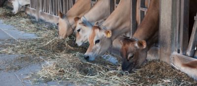 Produção de silagem no Pará