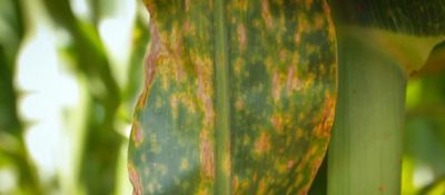 Milho com ferrugem polissora