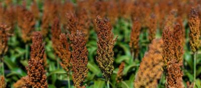 Sorgo como matéria-prima para produção de biodiesel