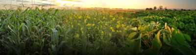 Soybean, corn and canola fields