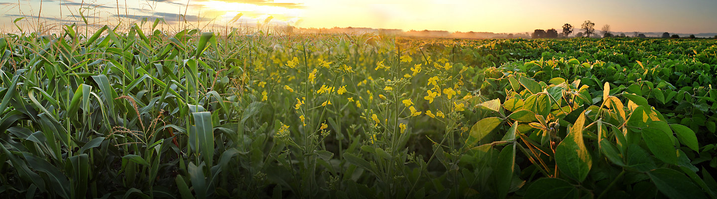 Soybean, corn and canola fields