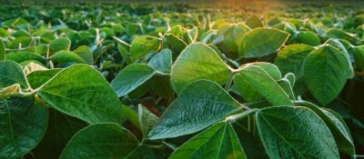 Soybean field